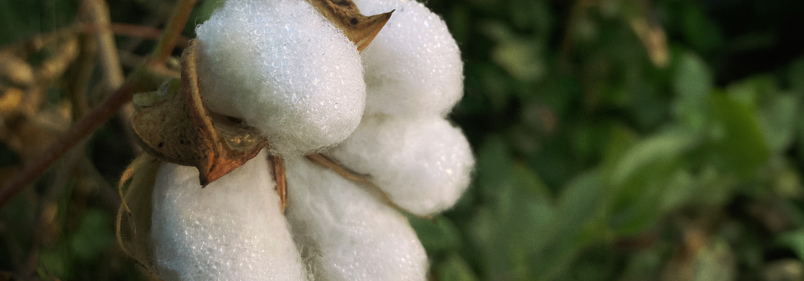 Beyond Organic: Brands That Use Traceable Cotton